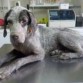 Fue abandonada en nuestro refugio muy recientemente. No tiene casi pelo en el cuerpo y tiene las orejas y las patas muy mal. Tenia garrapatas y camina con dificultad debido a sus heridas y la inflamación de sus patas. Esta muy delgada y no descartamos que tenga anemia. Se lleva bien con otros perros, pero ahora mismo está asustada y es muy tímida. 